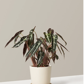 Алоказия Бамбино